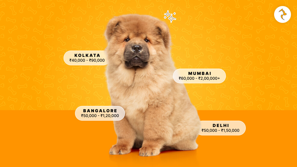 Chow Chow Price Based On City