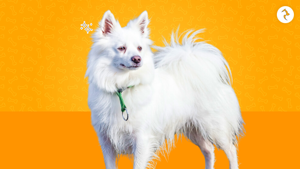 The Story Origin Of Spitz