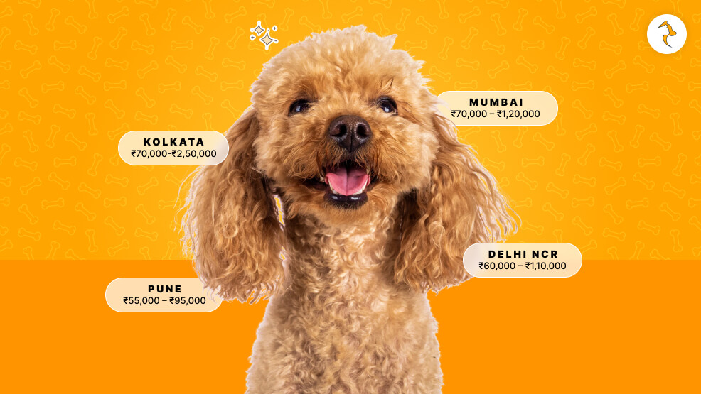 Poodle Dog Price In Different Places Of India.