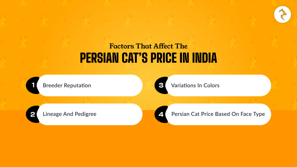 Which Are The Factors That Affect The Persian Cat’s Price In India