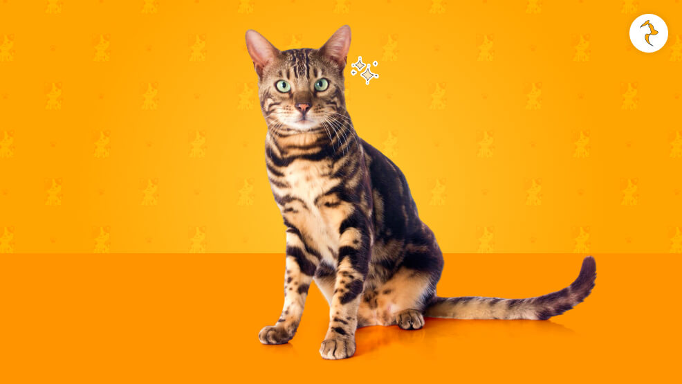 Why Do Bengal Cat Prices Vary