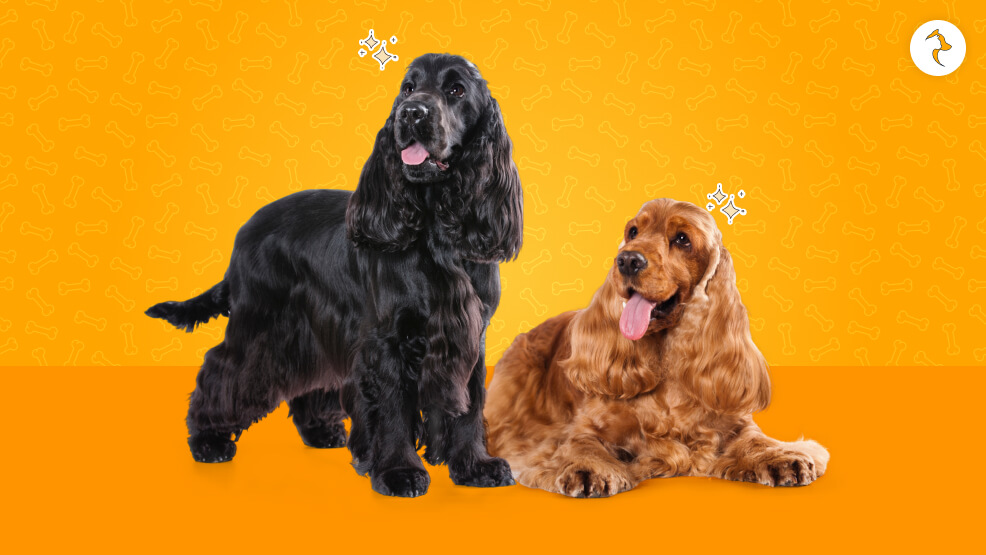 15 Critical Realities of Owning a Cocker Spaniel in India