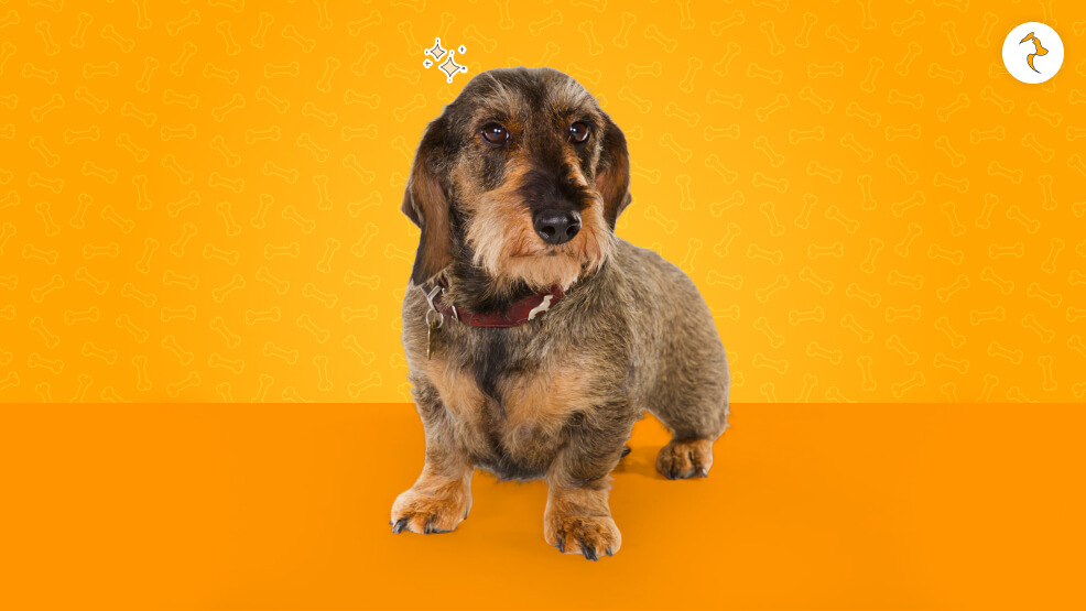 15 Critical Realities of Owning a Dachshund in India