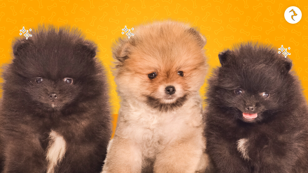 15 Critical Realities of Owning a Pomeranian in India Must Read Before Making a Purchase Decision