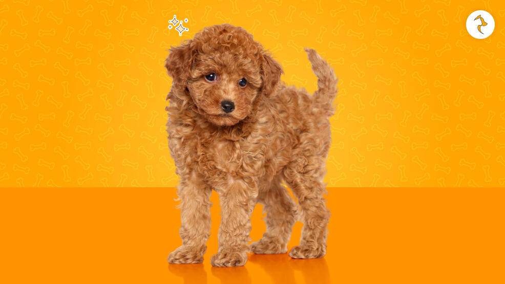 15 Critical Realities of Owning a Poodle in India