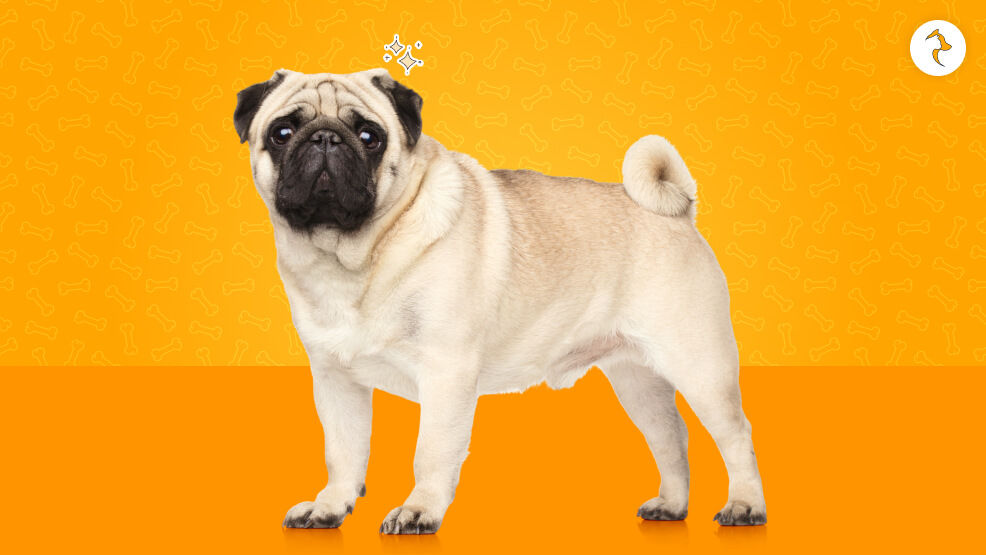 15 Critical Realities of Owning a Pug in India