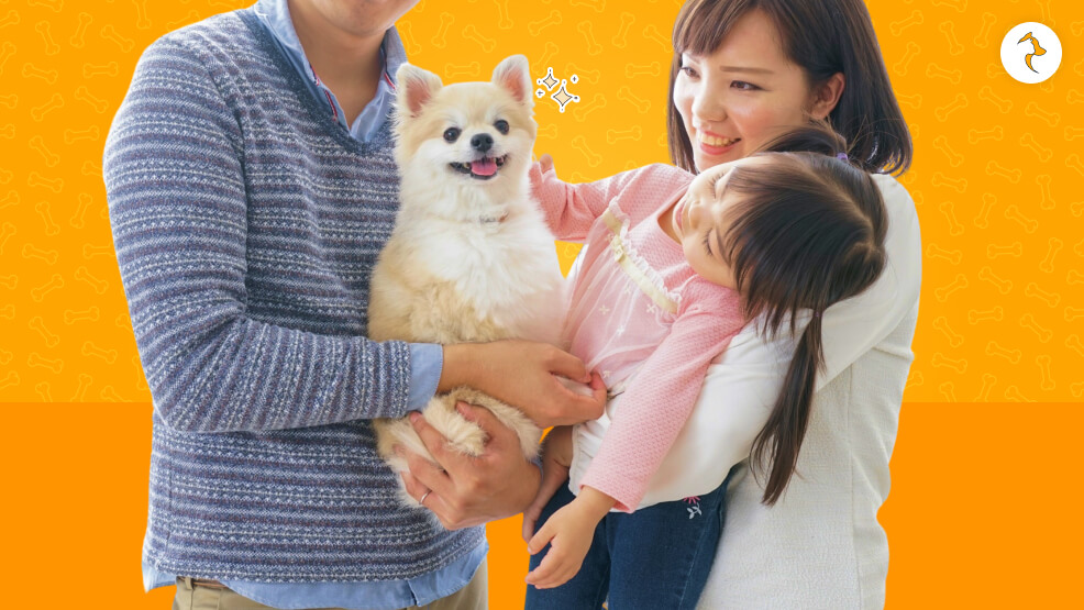 A Pomerian is Best with Kids