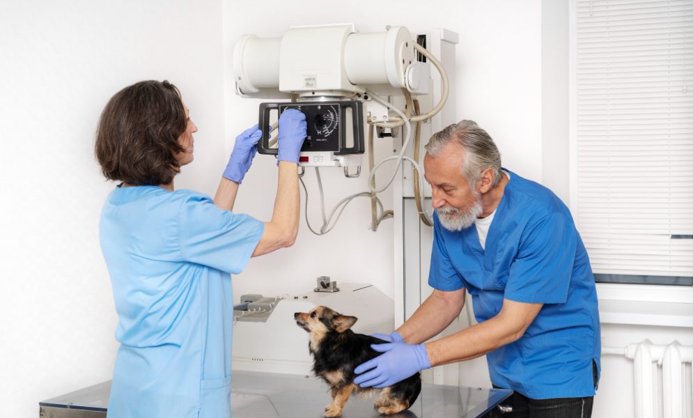 Best 6 AI Diagnostic Tools for Veterinary Clinics
