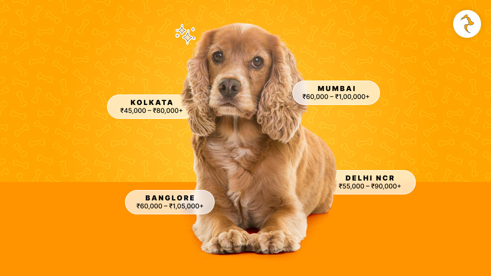 Cocker Spaniel Price in India City-Wise Price Spectrum (Online vs. Offline)