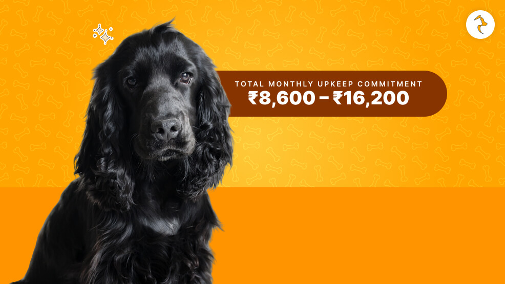 Cocker Spaniel Real-World Maintenance Costs (INR)