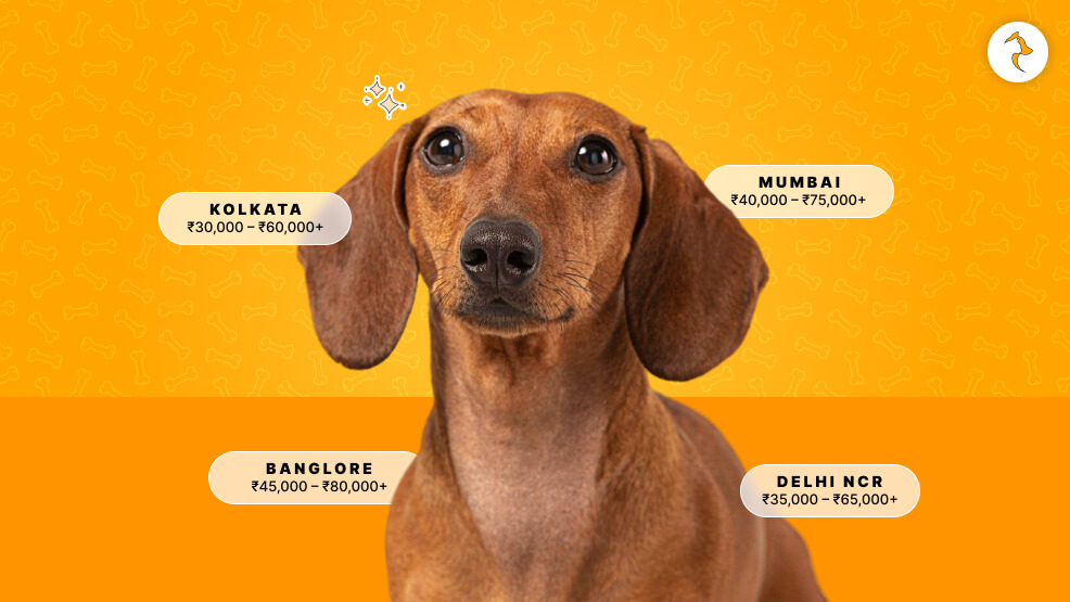 Dachshund Price in India_ City-Wise Price Spectrum (Online vs. Offline)