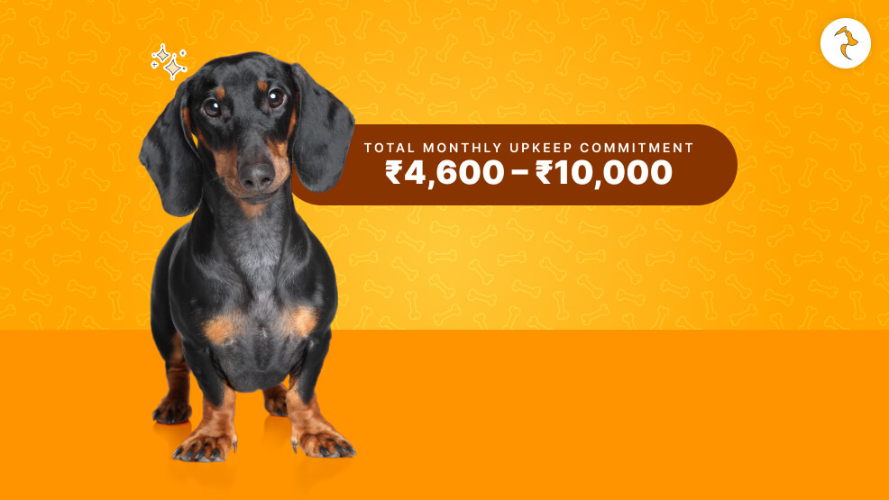 Dachshund Price in India_ Real-World Maintenance Costs (INR)
