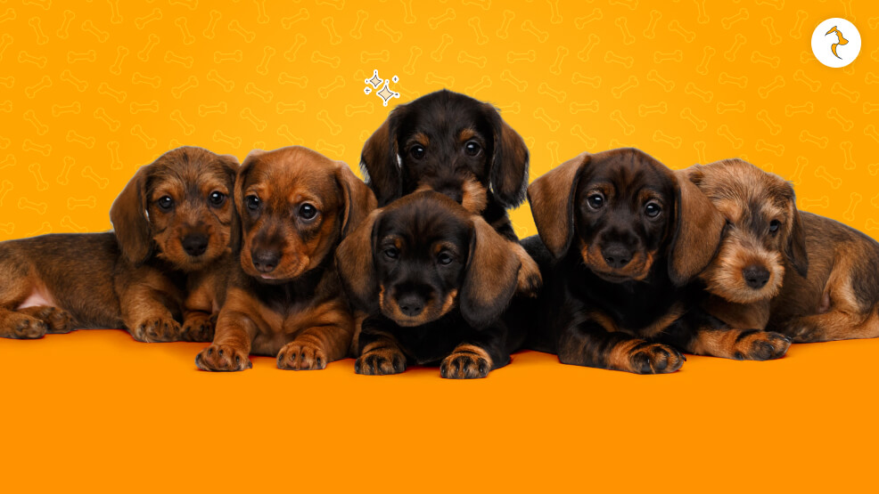 Dachshund Price in India Size, Coat, & Color Pricing Dynamics