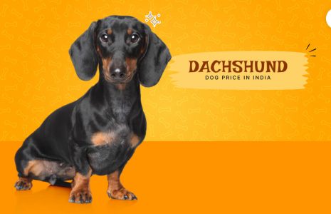 Dachshund Price in India