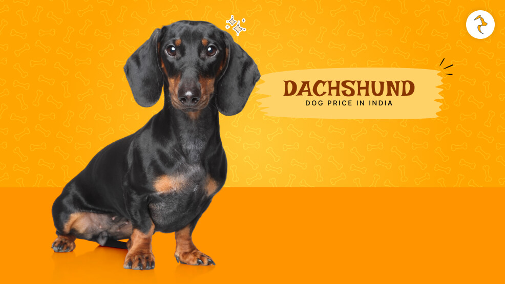 Dachshund Price in India