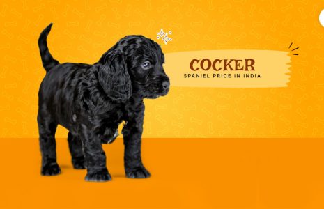 Cocker Spaniel