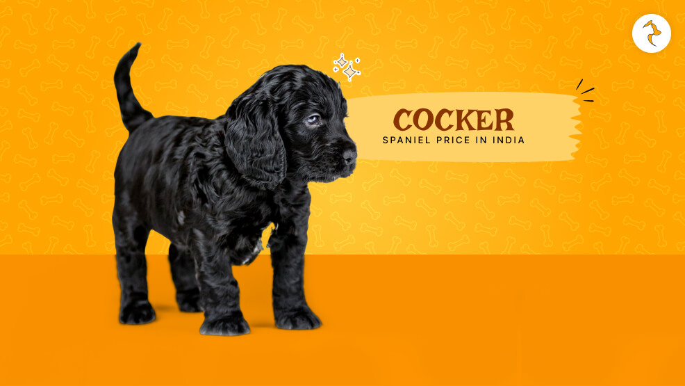 Cocker Spaniel