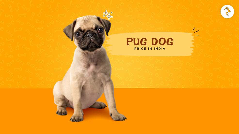 pug