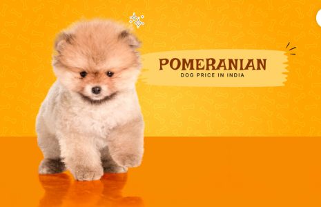 Pomerian