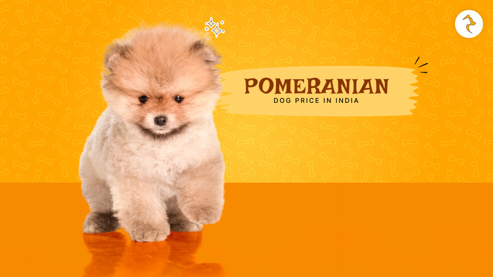Pomerian