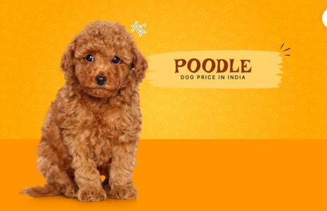 poodle dog
