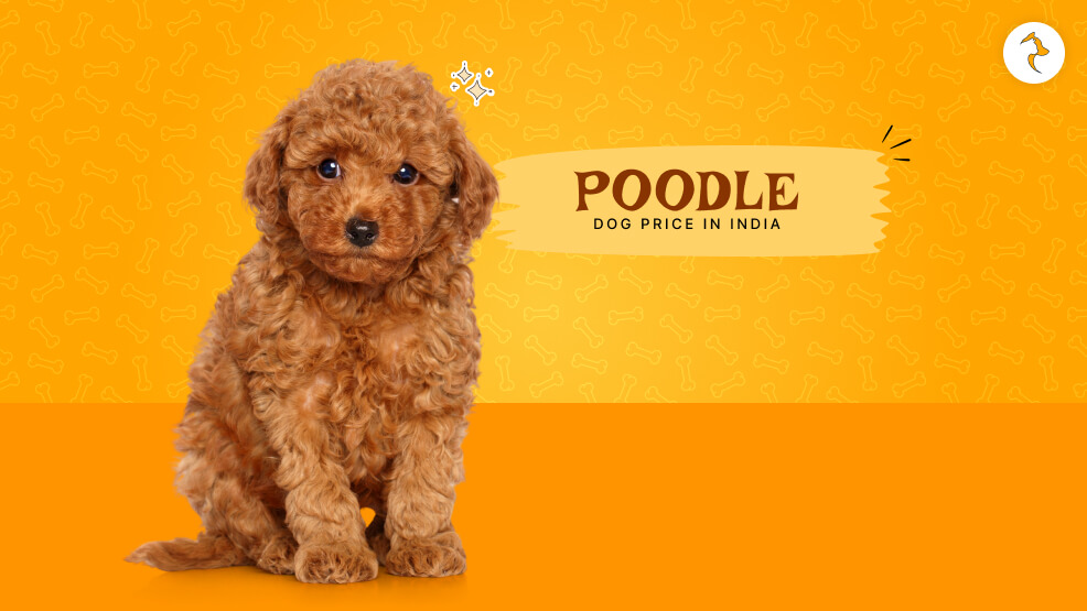 poodle dog