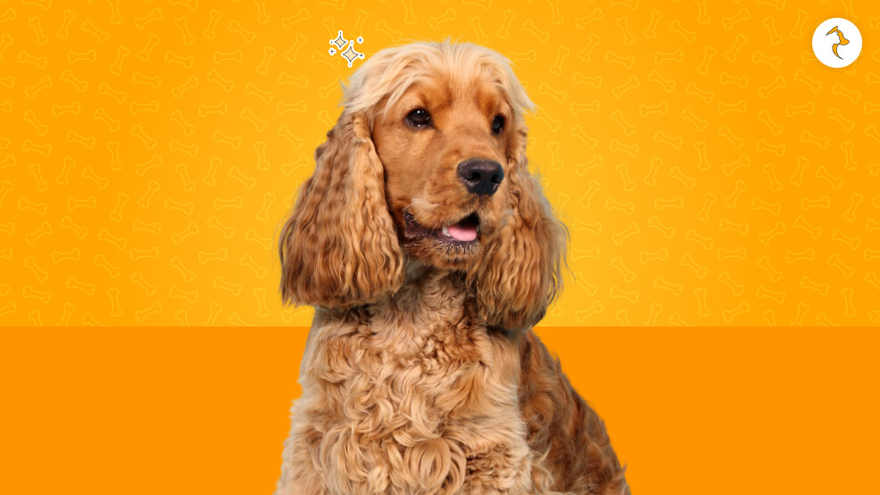 Legal Blueprint Is Sourcing an Imported Cocker Spaniel Legal in India