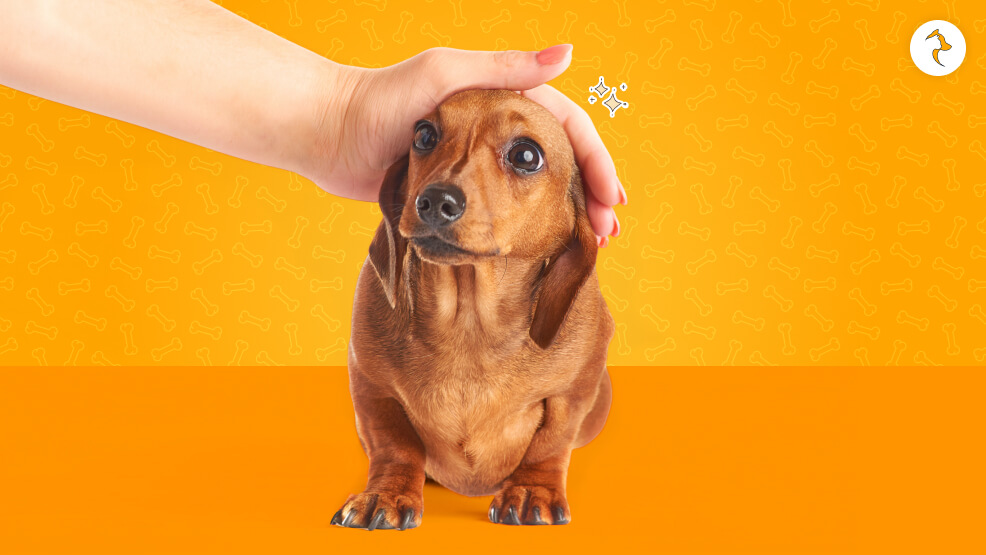 Legal Blueprint Is Sourcing an Imported Dachshund Legal in India