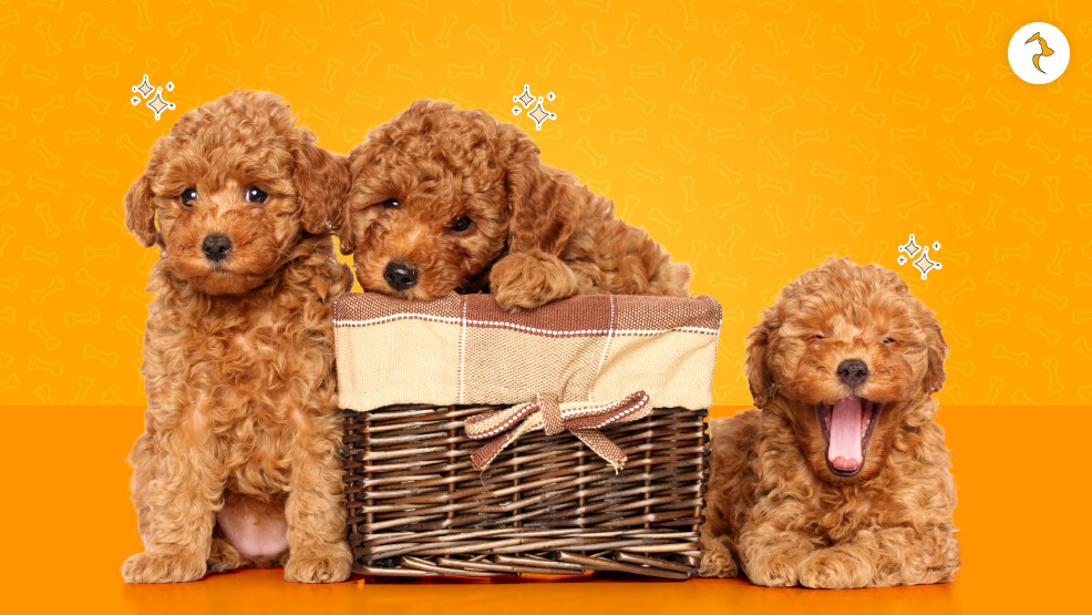 Legal Blueprint_ Is Sourcing an Imported Poodle Legal in India_
