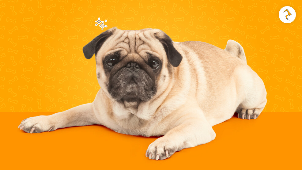 Legal Blueprint Is Sourcing an Imported Pug Legal in India