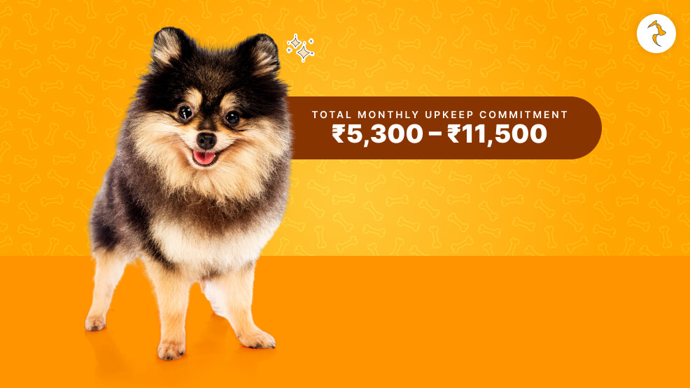 Pomeranian Upkeep Real-World Maintenance Costs (INR)