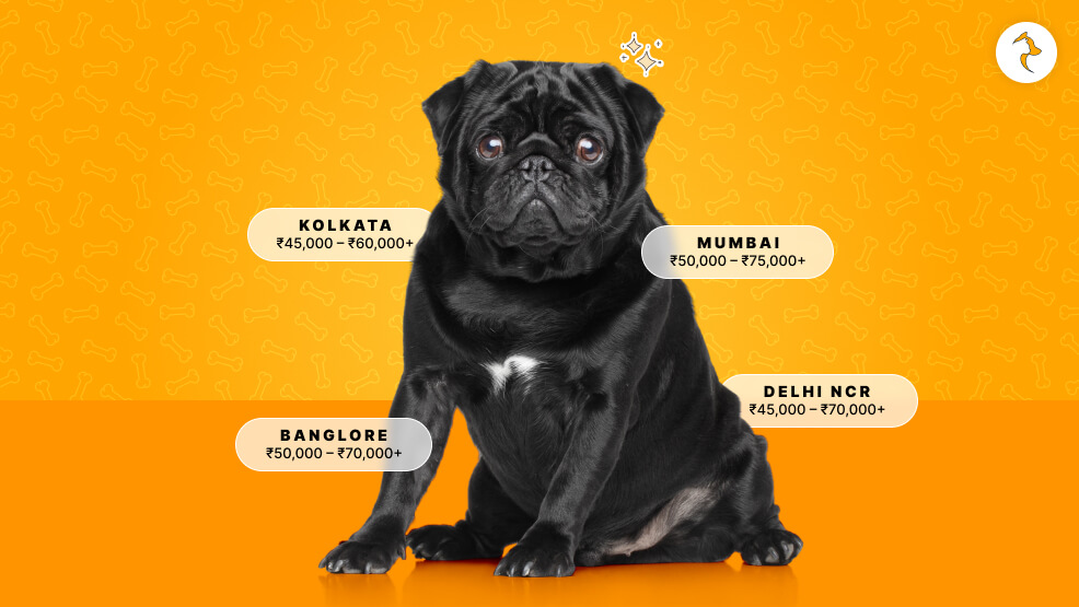 Pug Dog Price in India City-Wise Price Spectrum (Online vs. Offline)